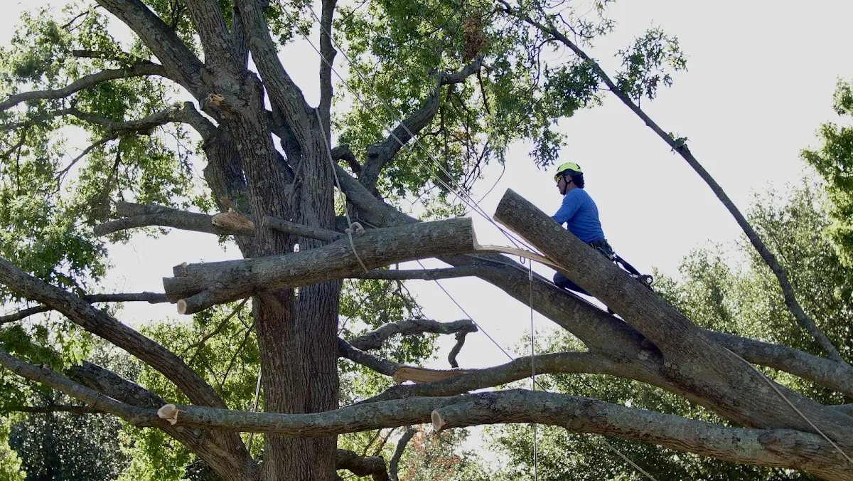 Professional Crown Thinning performed by certified arborists in Clatonia