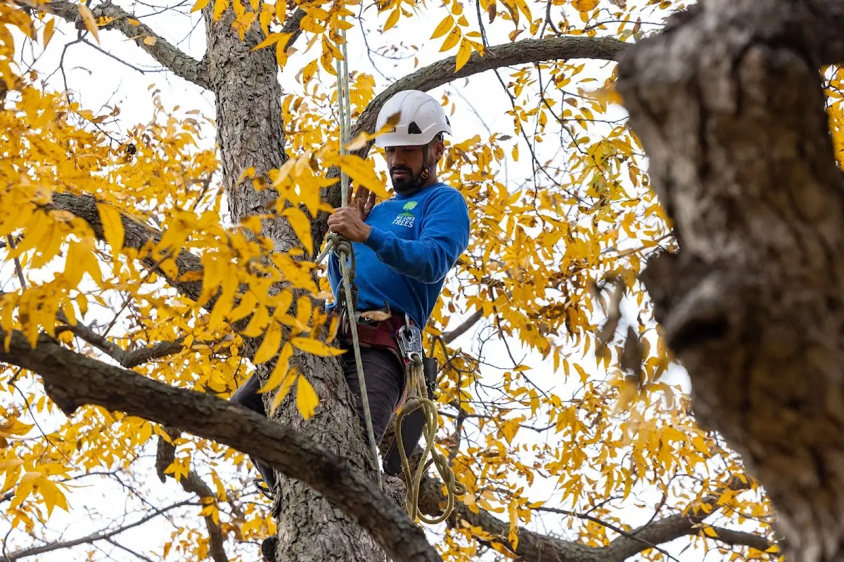 Skilled Tree Transplanting crew working in Clatonia