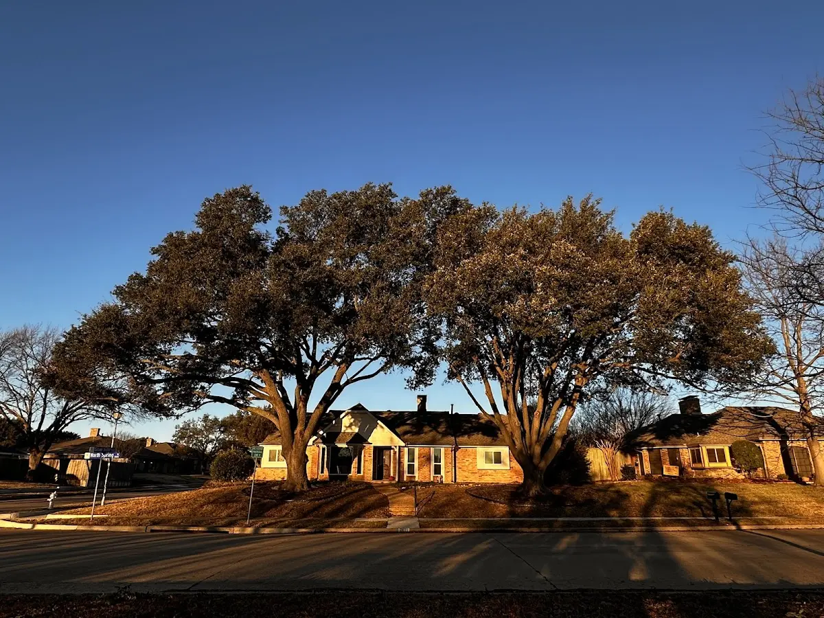 Established residential canopy tree shading a home in Clatonia